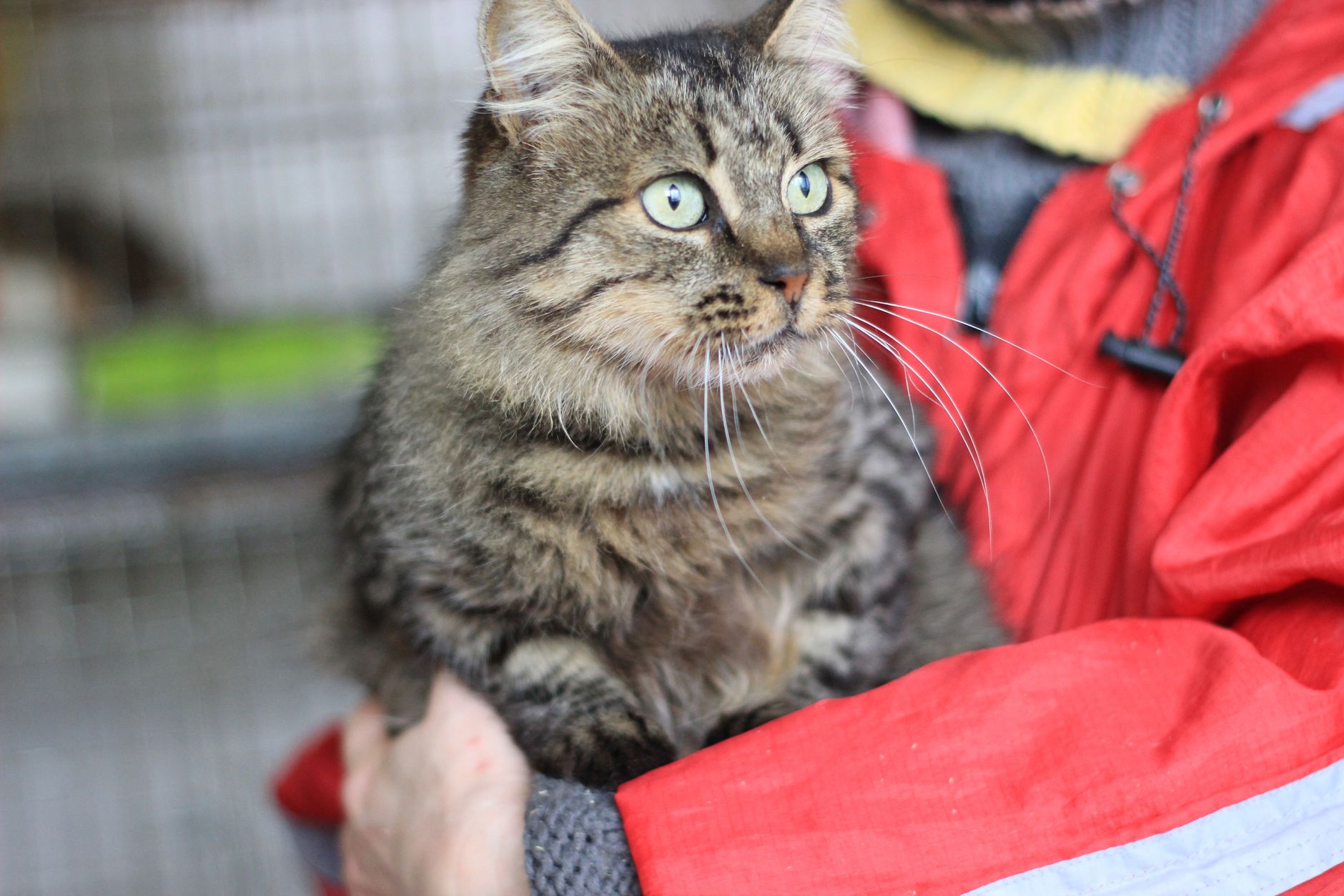 Cat rescue — Cat Rescue Breaks: 400 Saved