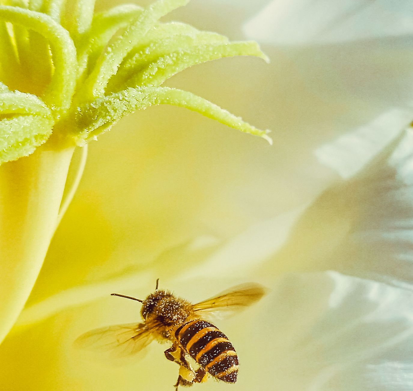 Native bees — Native Bees 2026: Reveals