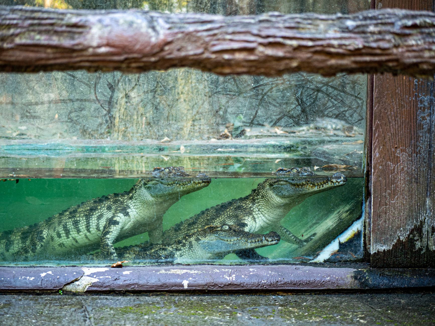 Crocodile enclosure — 3-Year-Old Faces Crocodile: Breaks