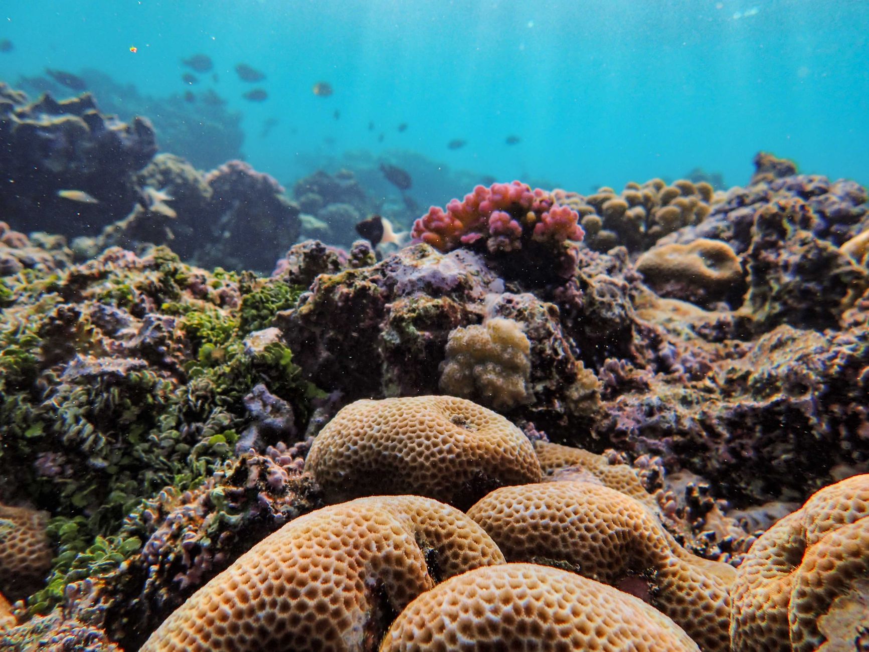Coral reefs — Coral Reefs Breaks: 2026