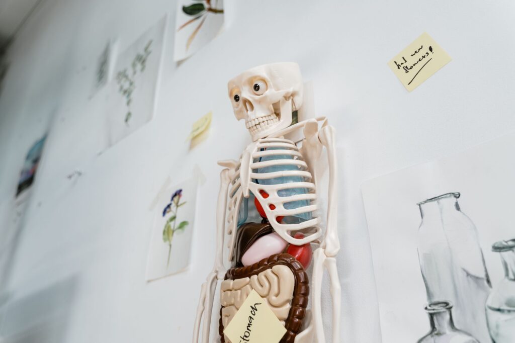 Human anatomy — Human Anatomy Breaks: 2026