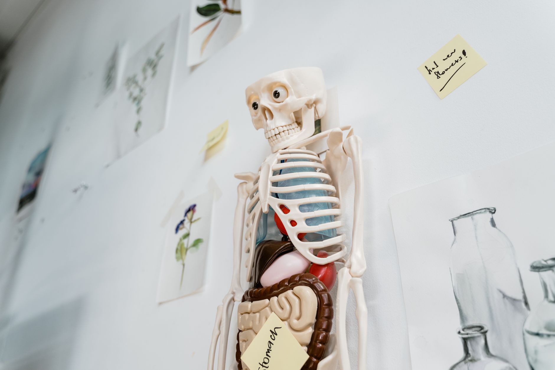Human anatomy — Human Anatomy Breaks: 2026