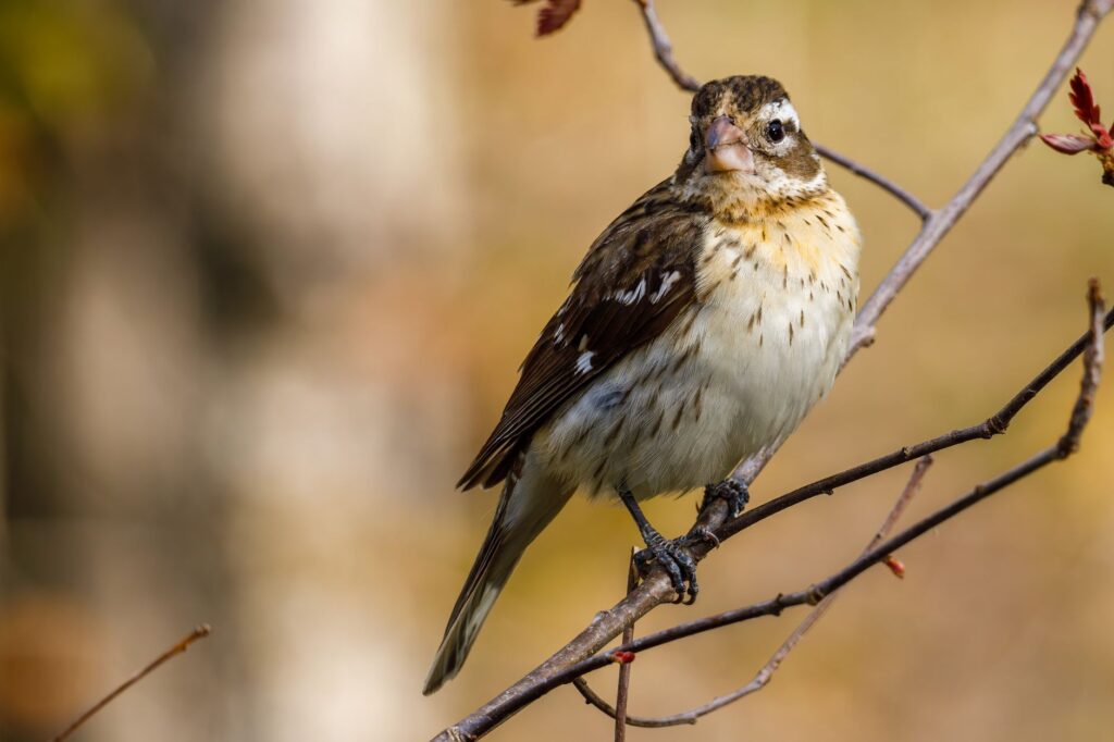 Shelterbelts biodiversity — Shelterbelts Cuts 70%: 3 Key Bird Species
