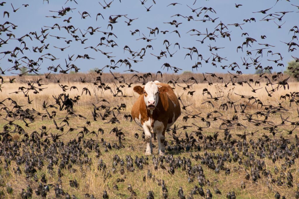 Bird flu breakthrough — Bird Flu Breaks 2026: Hidden In Cows