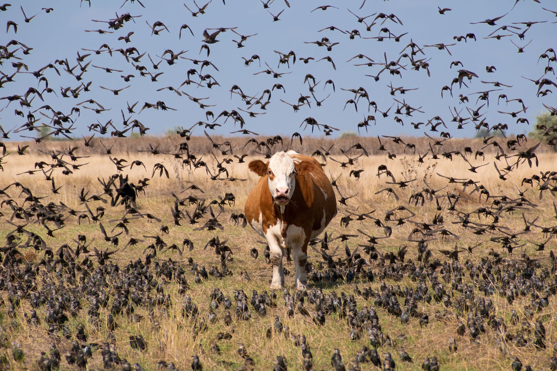 Bird flu breakthrough — Bird Flu Breaks 2026: Hidden In Cows