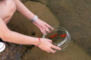 Goldfish invasion — Goldfish Invasion Reveals 2026: Ecological Disaster
