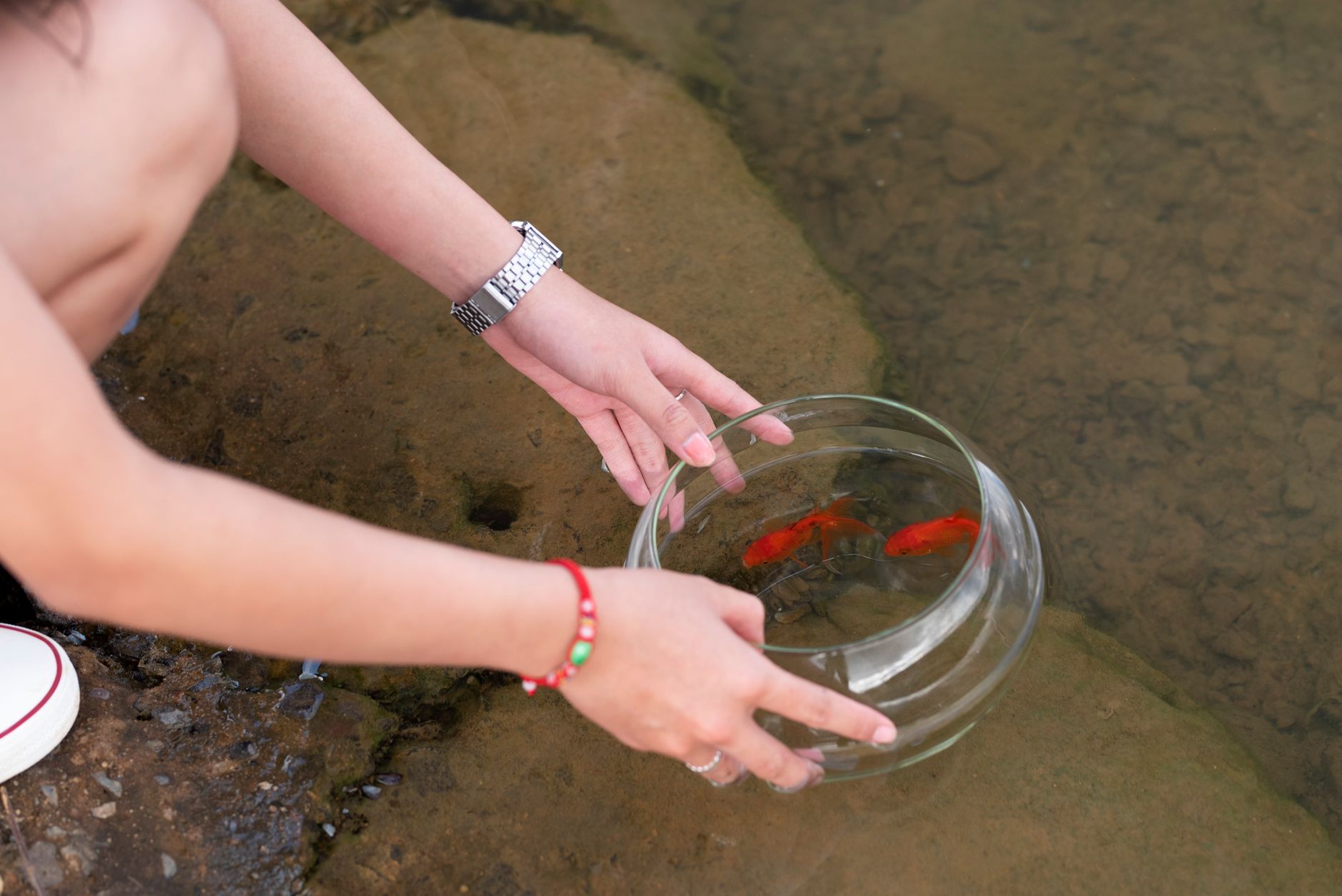 Goldfish invasion — Goldfish Invasion Reveals 2026: Ecological Disaster