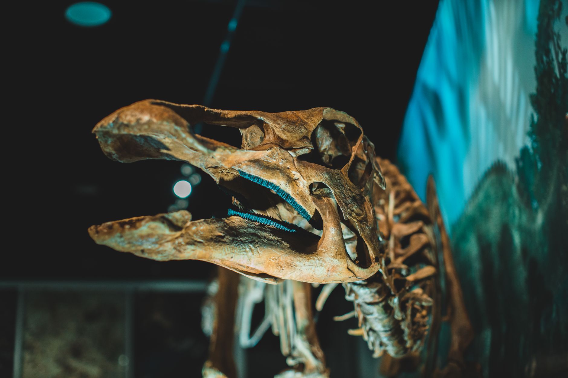 Dinosaur fossil — Dinosaur Fossil Breaks 2024: 1st Find