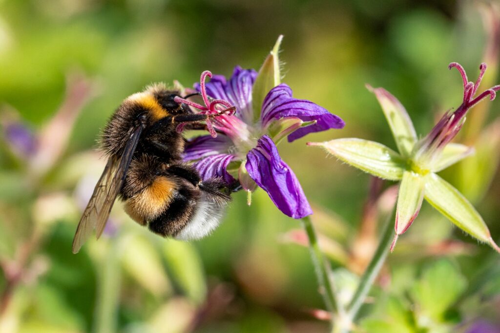 Bumble bee intelligence — Bumble Bee Intelligence Breaks 3 Barriers