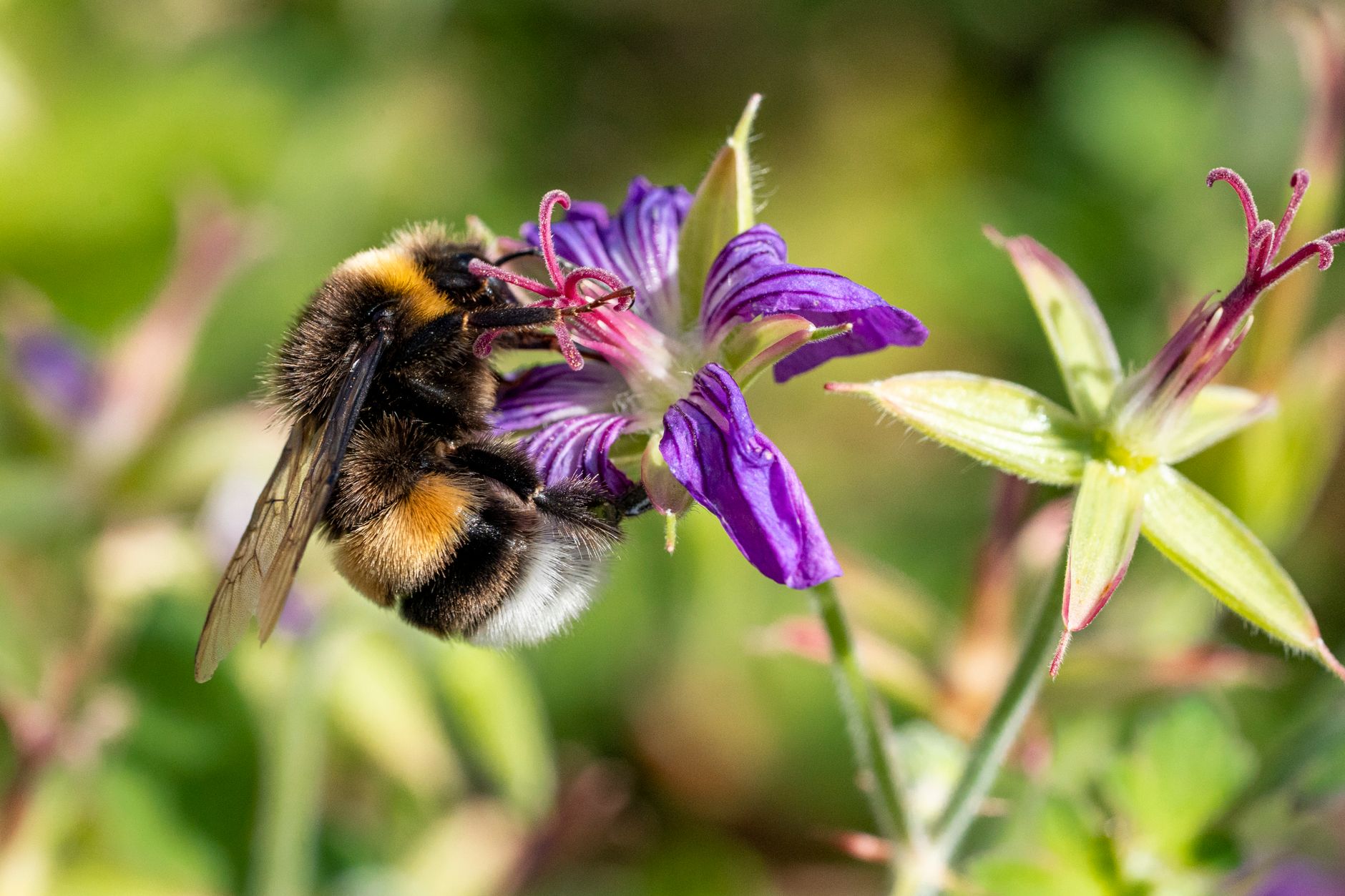 Bumble bee intelligence — Bumble Bee Intelligence Breaks 3 Barriers