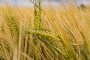 Rye pollen mystery — Rye Pollen Mystery Breaks 30-Year Barrier
