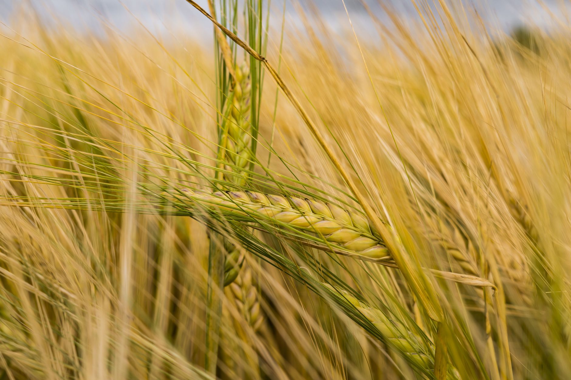 Rye pollen mystery — Rye Pollen Mystery Breaks 30-Year Barrier