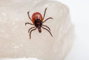 Diarrheal parasite — Diarrheal Parasite Hits 700: Breaks Out