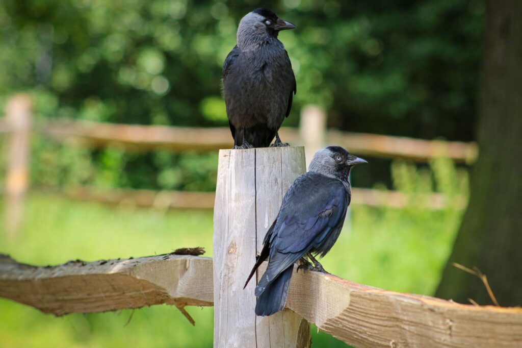 Jackdaw gas — Jackdaw Gas 2024: Reveals New Assessment