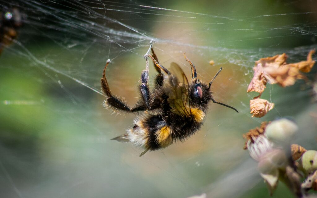 Bumblebee pesticide — Bumblebee Pesticide 2026: Reveals Hidden Dangers