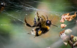 Bumblebee pesticide — Bumblebee Pesticide 2026: Reveals Hidden Dangers