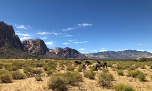 Public lands grazing — Public Lands Grazing 2026: Cuts Environmental Oversight