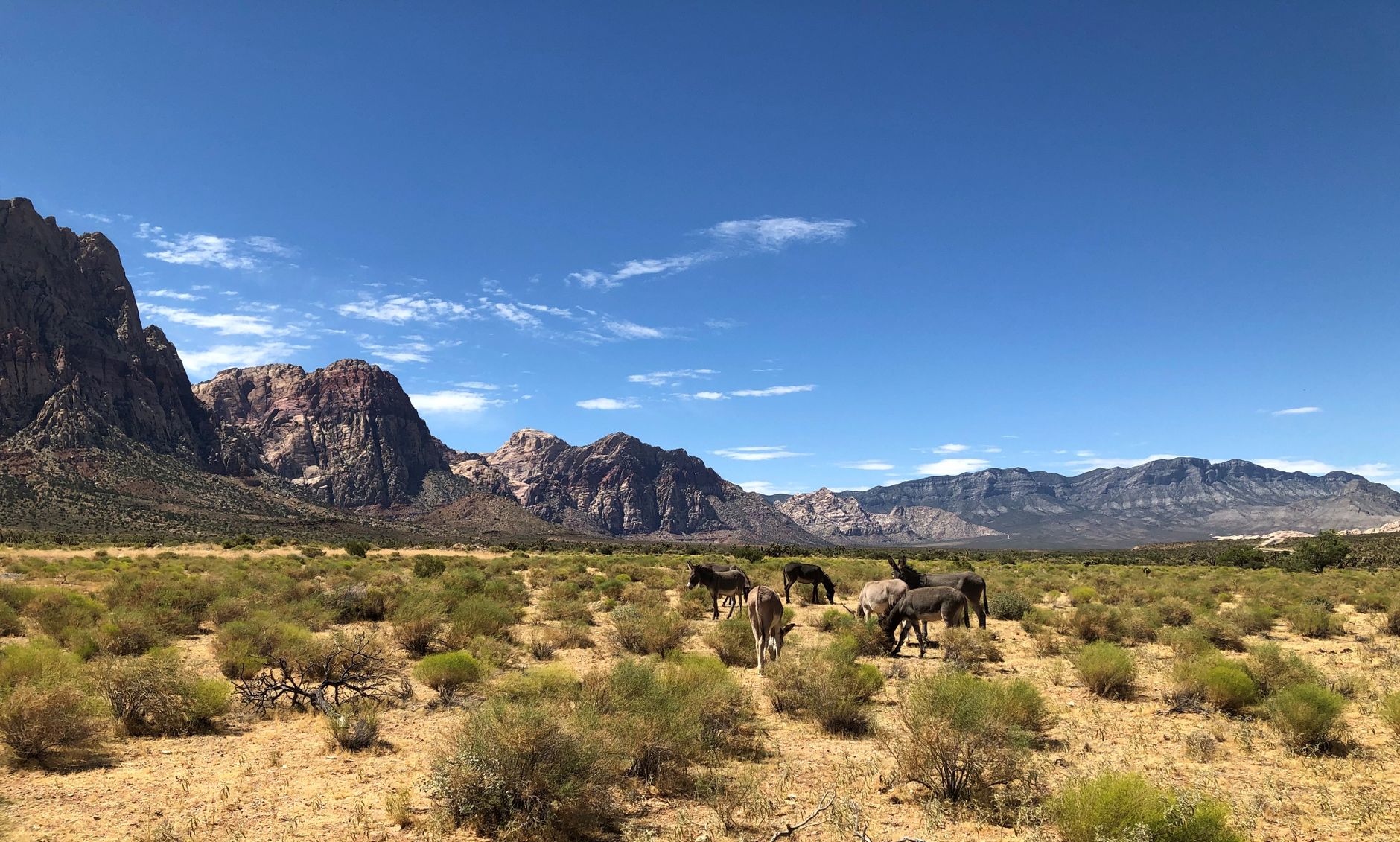 Public lands grazing — Public Lands Grazing 2026: Cuts Environmental Oversight