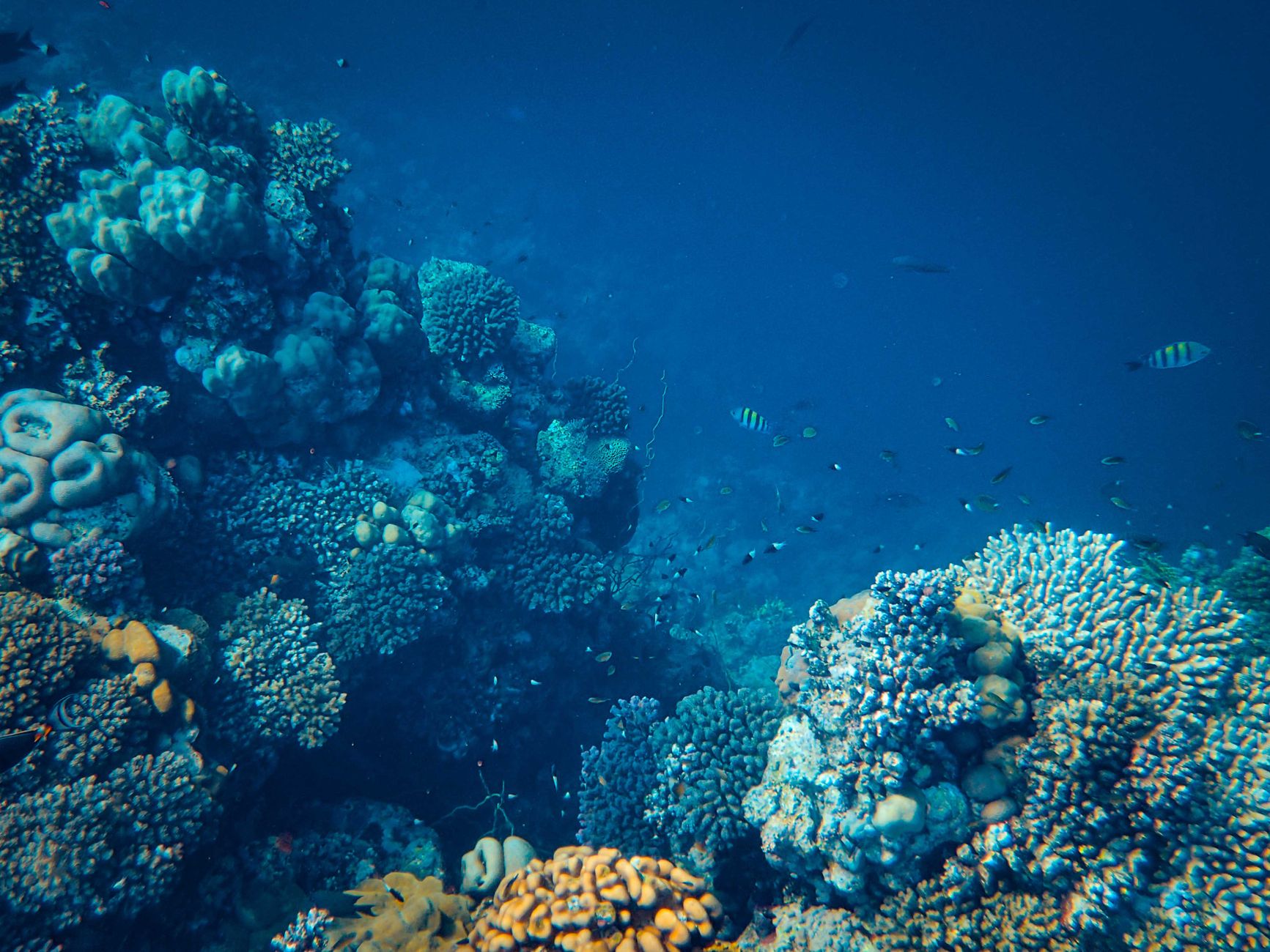 Deep sea life — Deep Sea Life Reveals 2026: Hidden Food Source