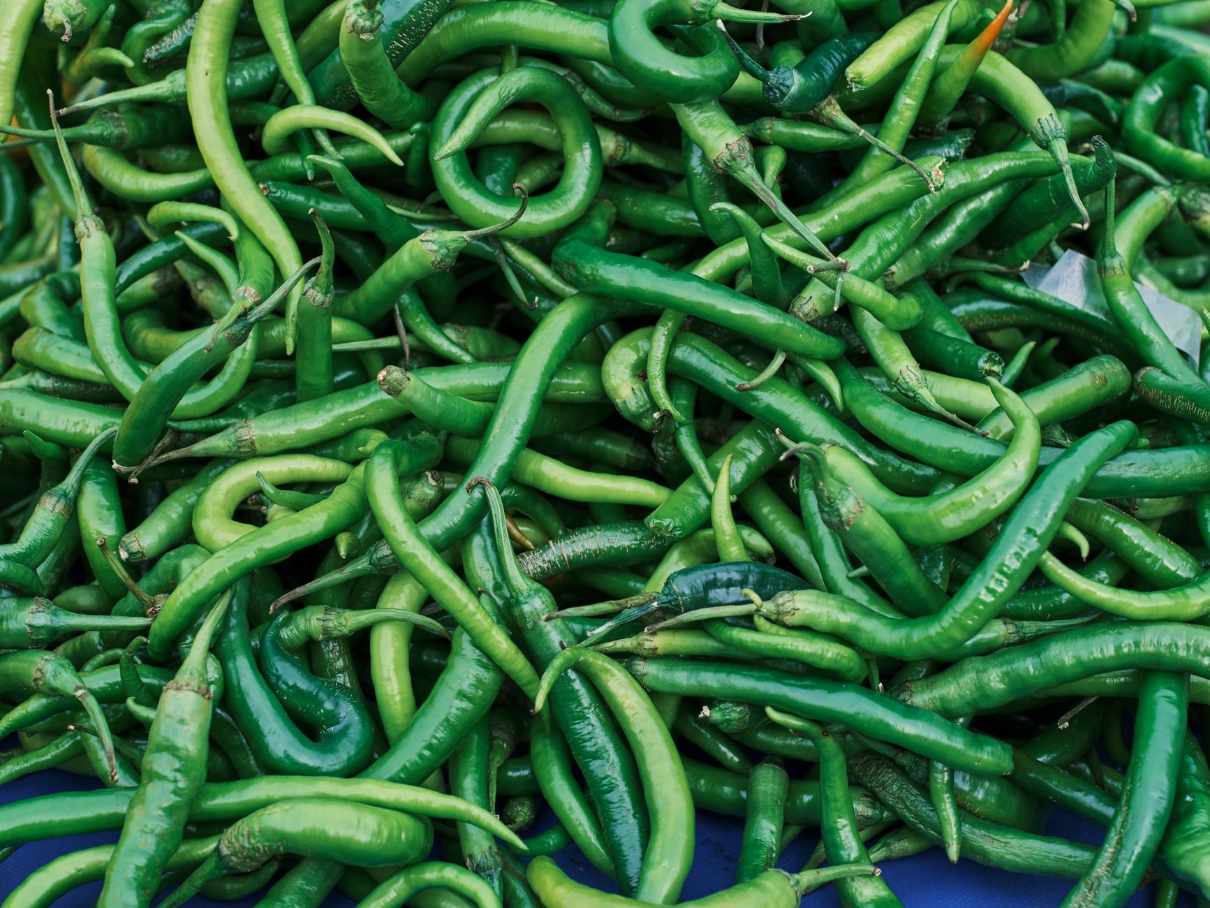 Chili peppers — Chili Peppers 2026 Reveals