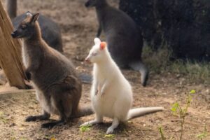 Marsupial discovery — Marsupial Discovery Reveals 35 Million Years