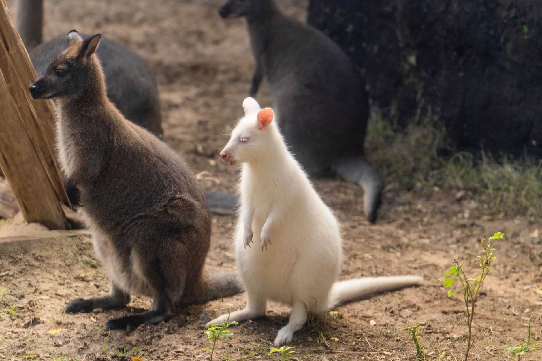Marsupial discovery — Marsupial Discovery Reveals 35 Million Years