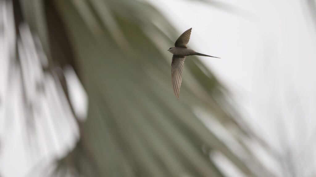 Swift birds — Swift Birds Breaks: 2026