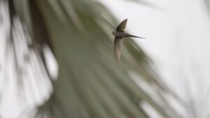 Swift birds — Swift Birds Breaks: 2026