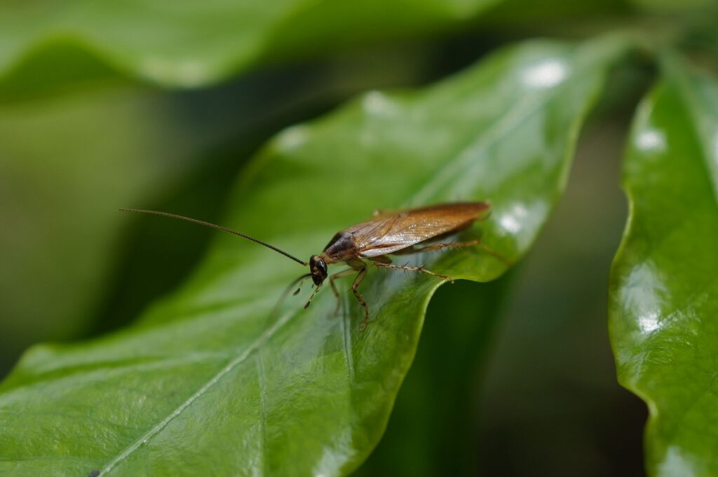 Cockroach movement — Cockroach Movement Sparks 2026 Protests