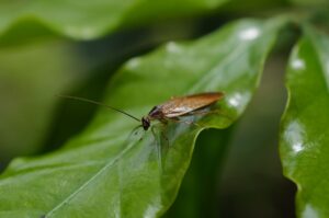 Cockroach movement — Cockroach Movement Sparks 2026 Protests