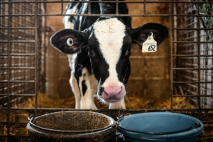 Canada dairy — Canada Dairy Sparks 3 Key Trade Wars