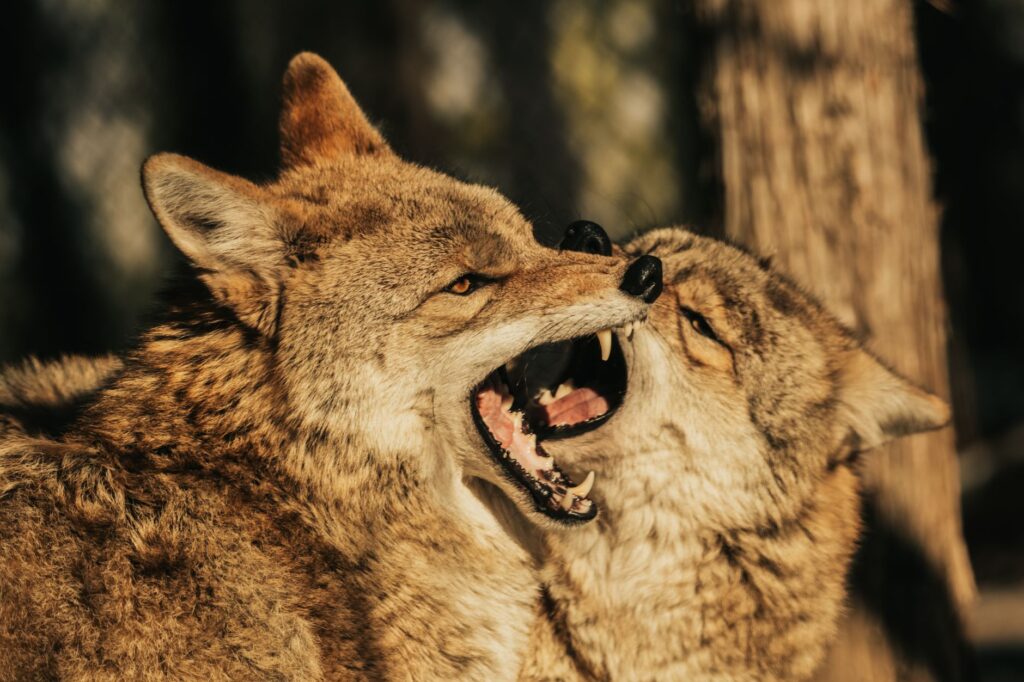 Coyote vs acme — Coyote vs Acme Breaks: 2026