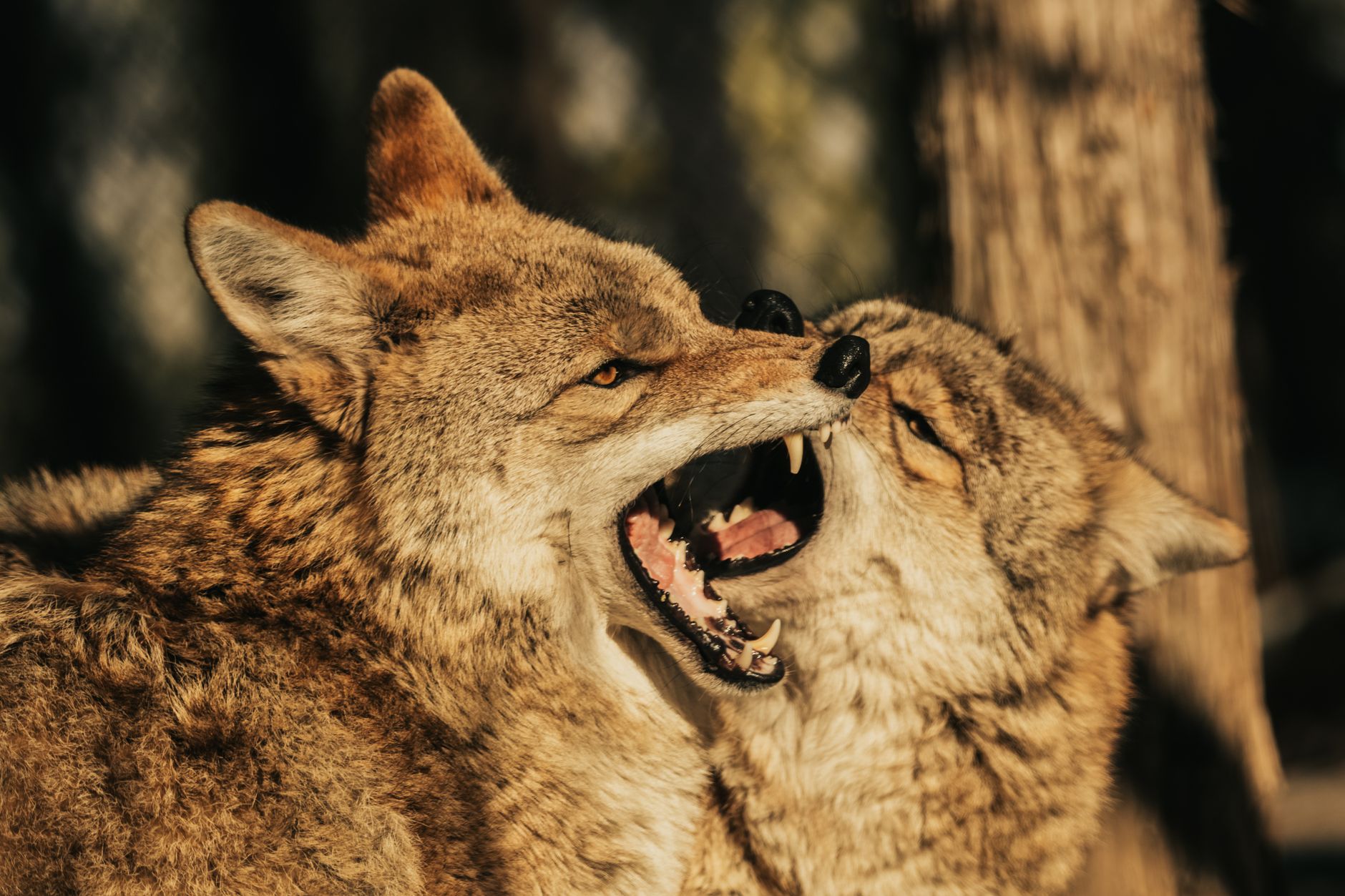 Coyote vs acme — Coyote vs Acme Breaks: 2026