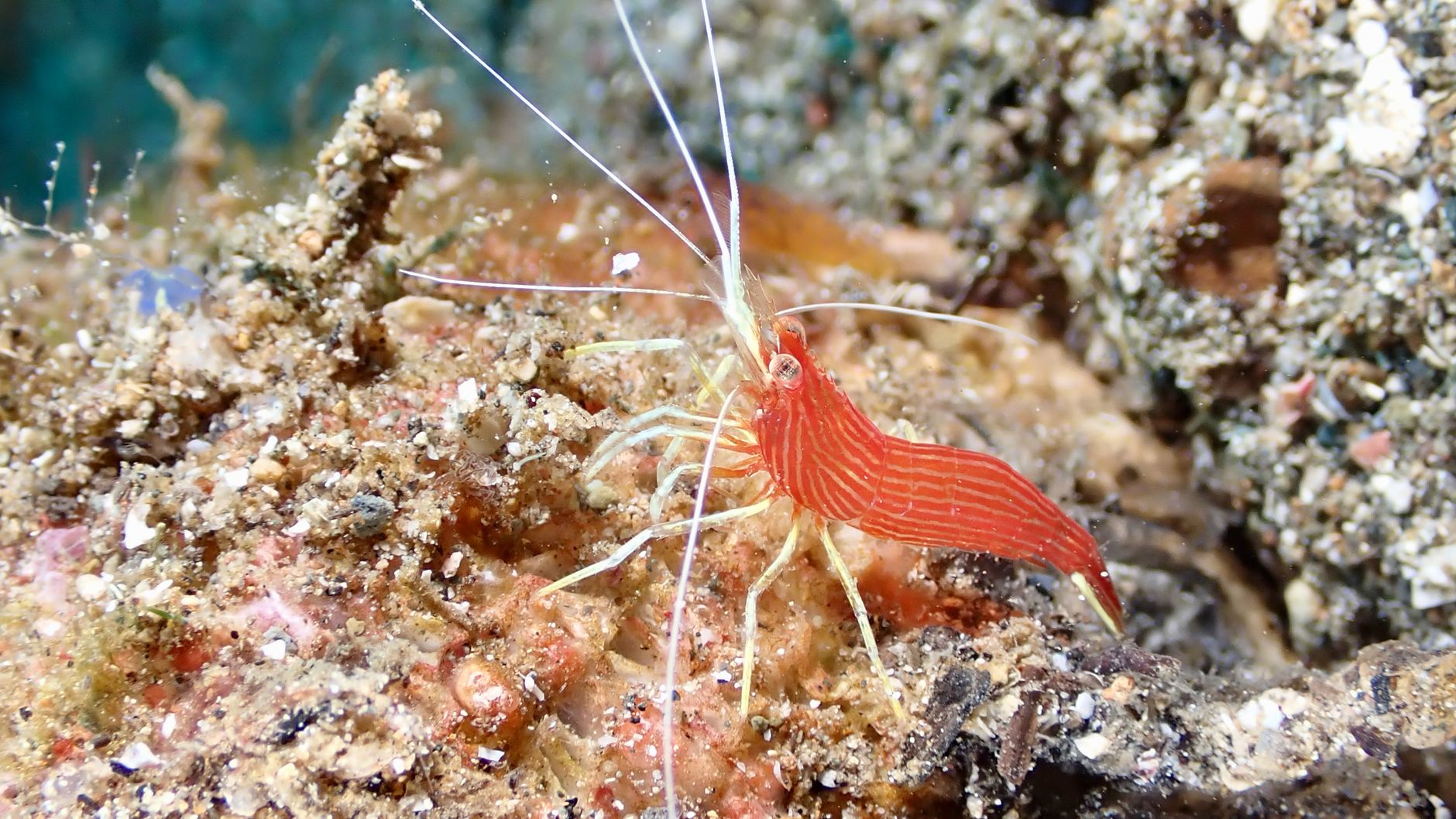 Insect submariners — Insect Submariners Breaks 200: Reveals Ocean Secret