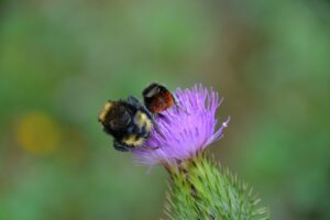 Bumblebee decline — Bumblebee Decline Breaks: 3 Key Factors
