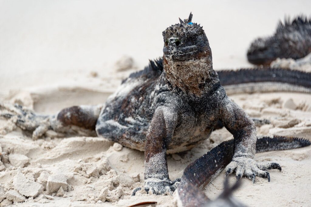 Galapagos evolution — Galapagos Evolution Breaks: 150 Years