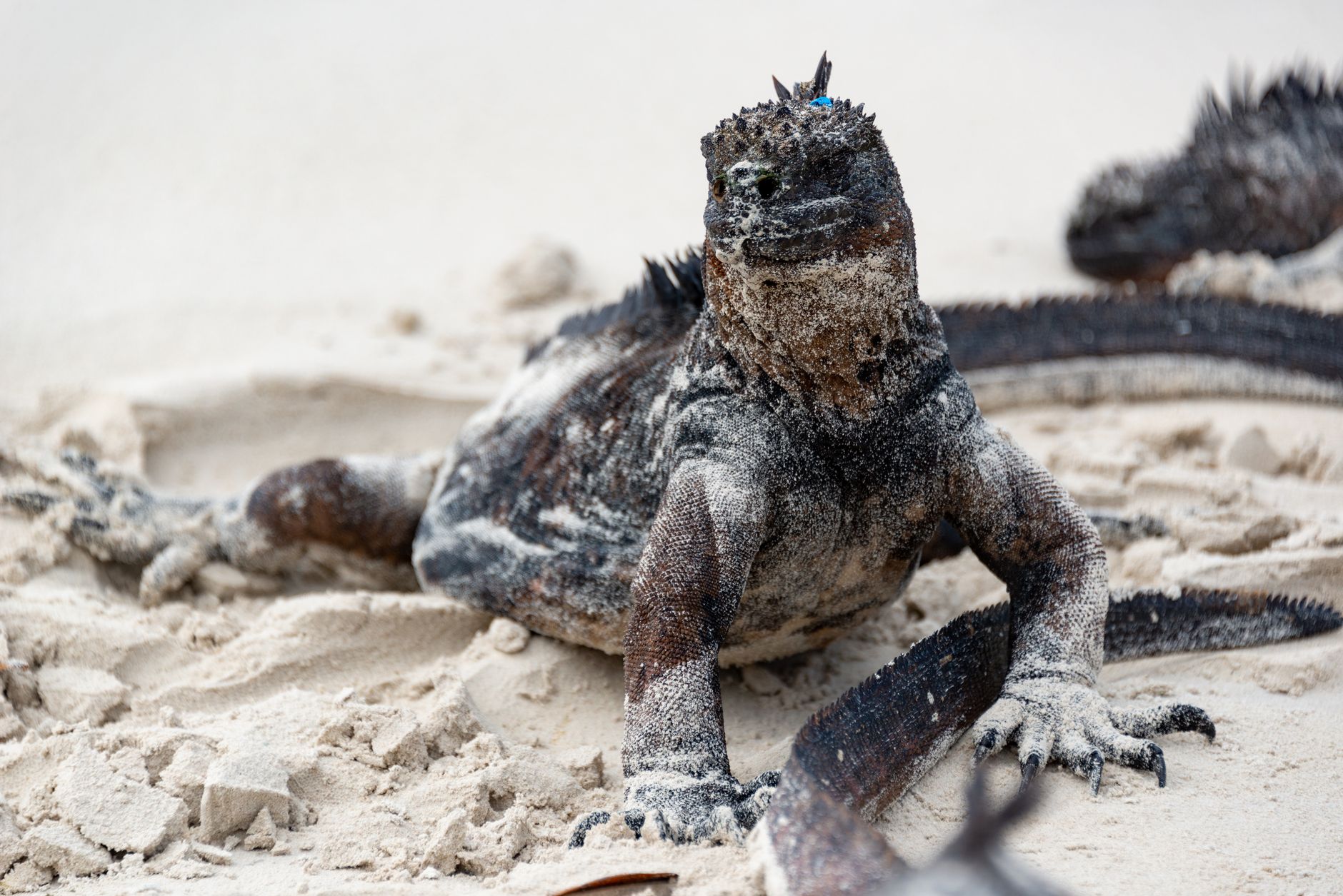 Galapagos evolution — Galapagos Evolution Breaks: 150 Years