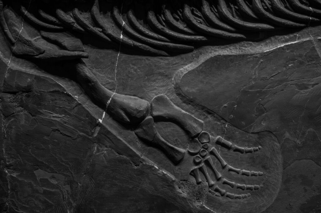 Triassic predator — Triassic Predator 210 Million Years Old Reveals
