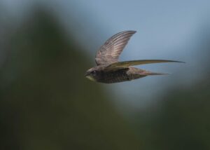 Bird evolution — Bird Evolution Reveals 3 Key Shifts