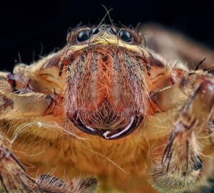 Spider fangs — Spider Fangs Reveals 518 Million Year Secret