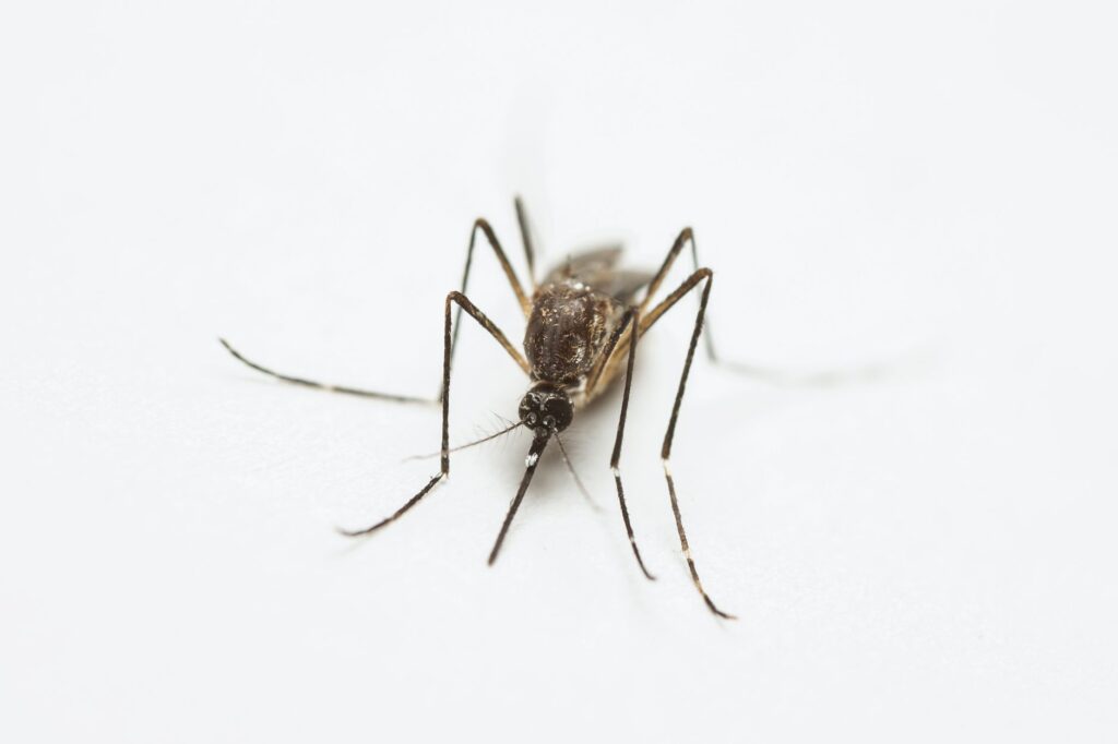 Mosquito control — Mosquito Control Breaks 700,000