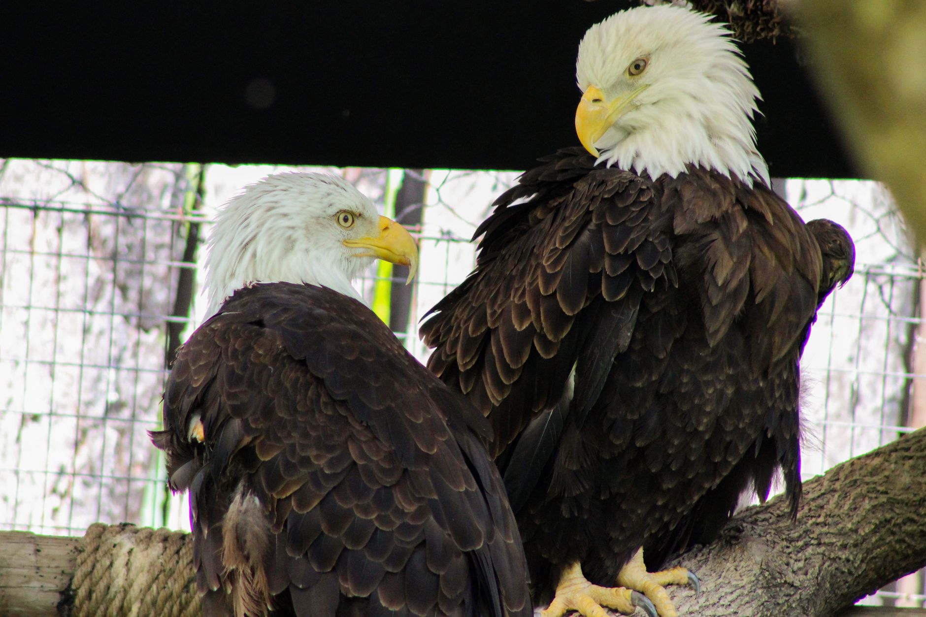 Eagle anemia — Eagle Anemia Hits: 1 Beloved Bird