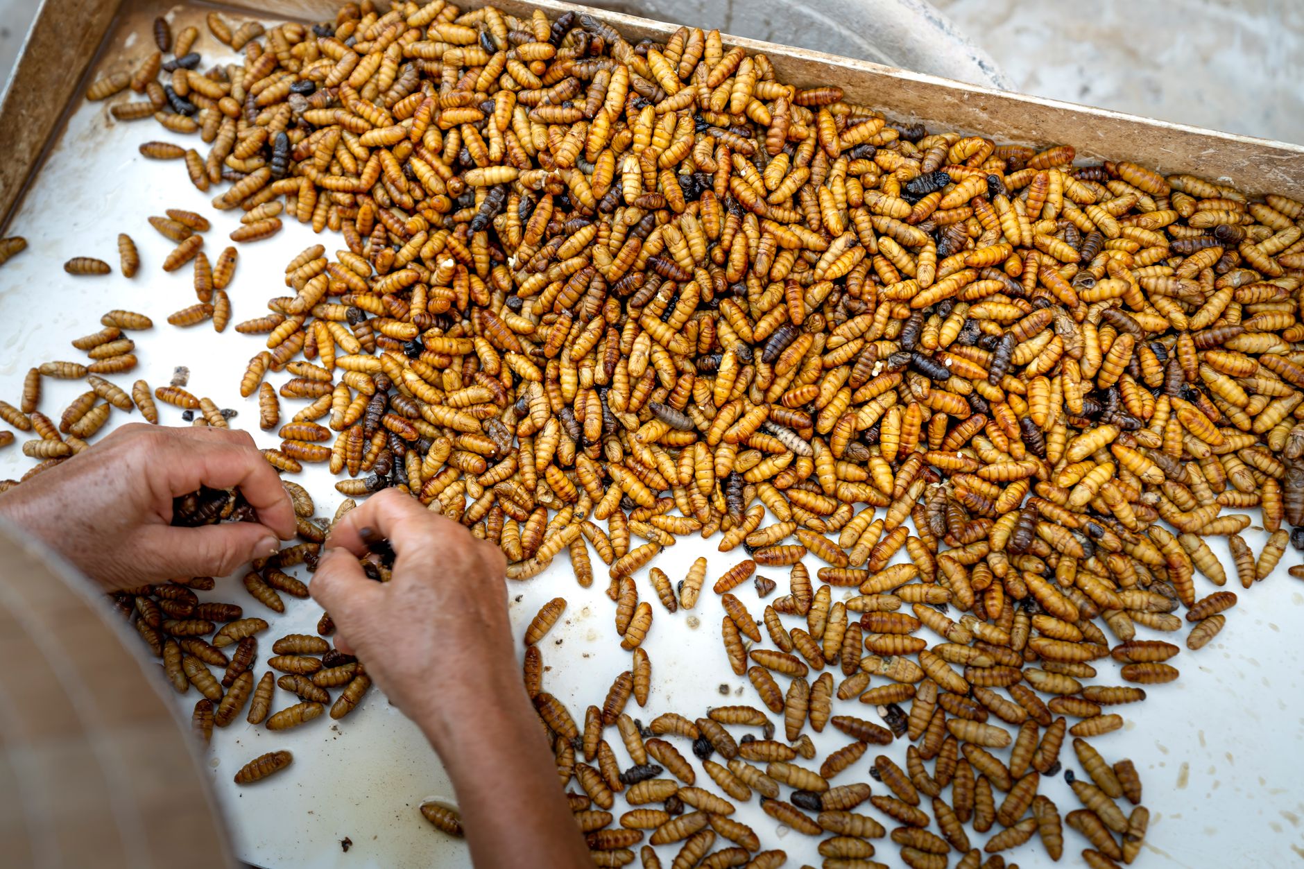 Screwworms — Screwworms Hits 500: Warns of Flesh-Eating