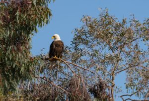 California bald eagle — California Bald Eagle Breaks: 2024