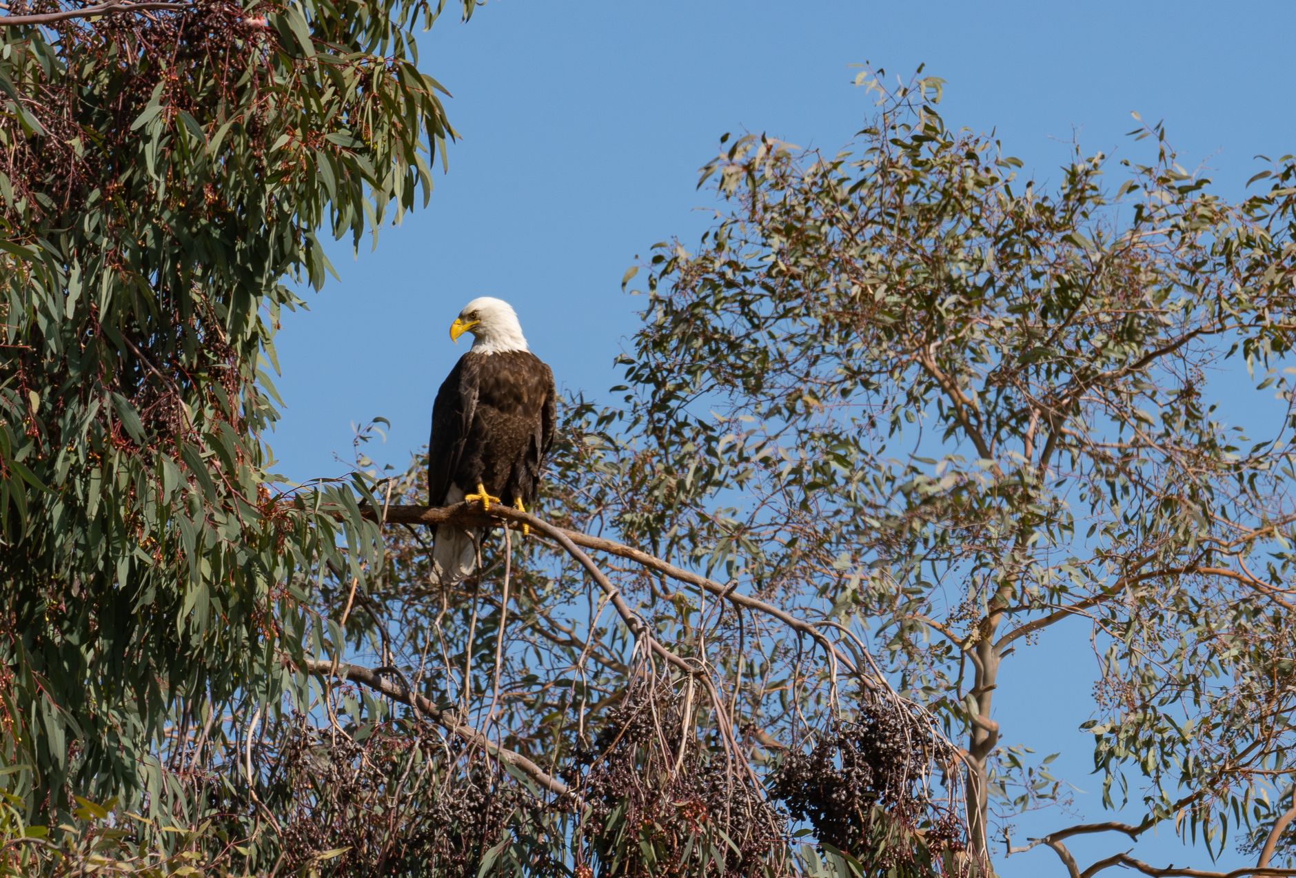 California bald eagle — California Bald Eagle Breaks: 2024