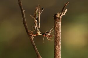 Ant parenting — Ant Parenting Reveals 2026: Evolutionary Secrets