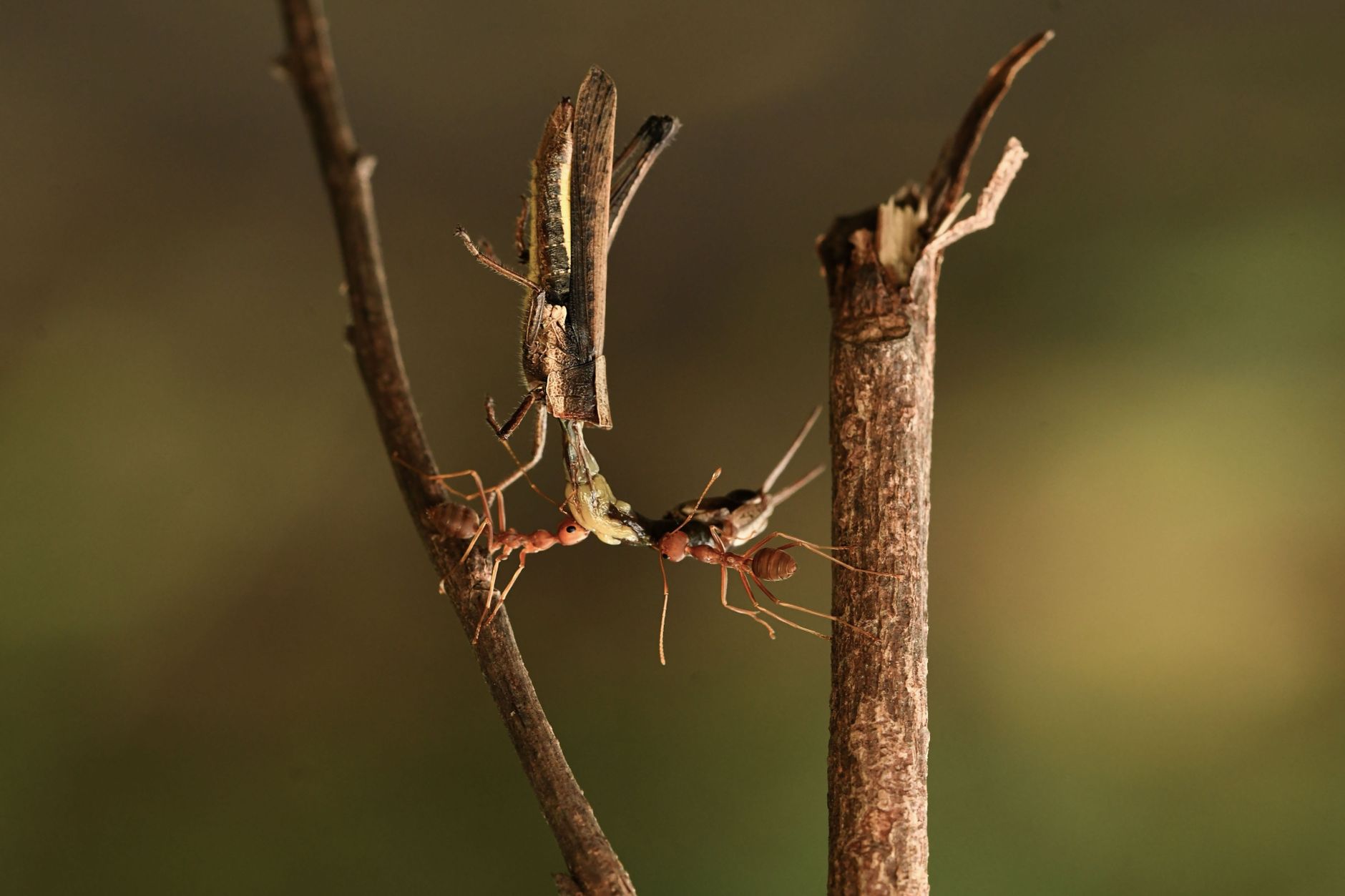Ant parenting — Ant Parenting Reveals 2026: Evolutionary Secrets