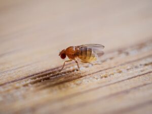Fruit fly navigation — Fruit Fly Navigation Breaks: 2026