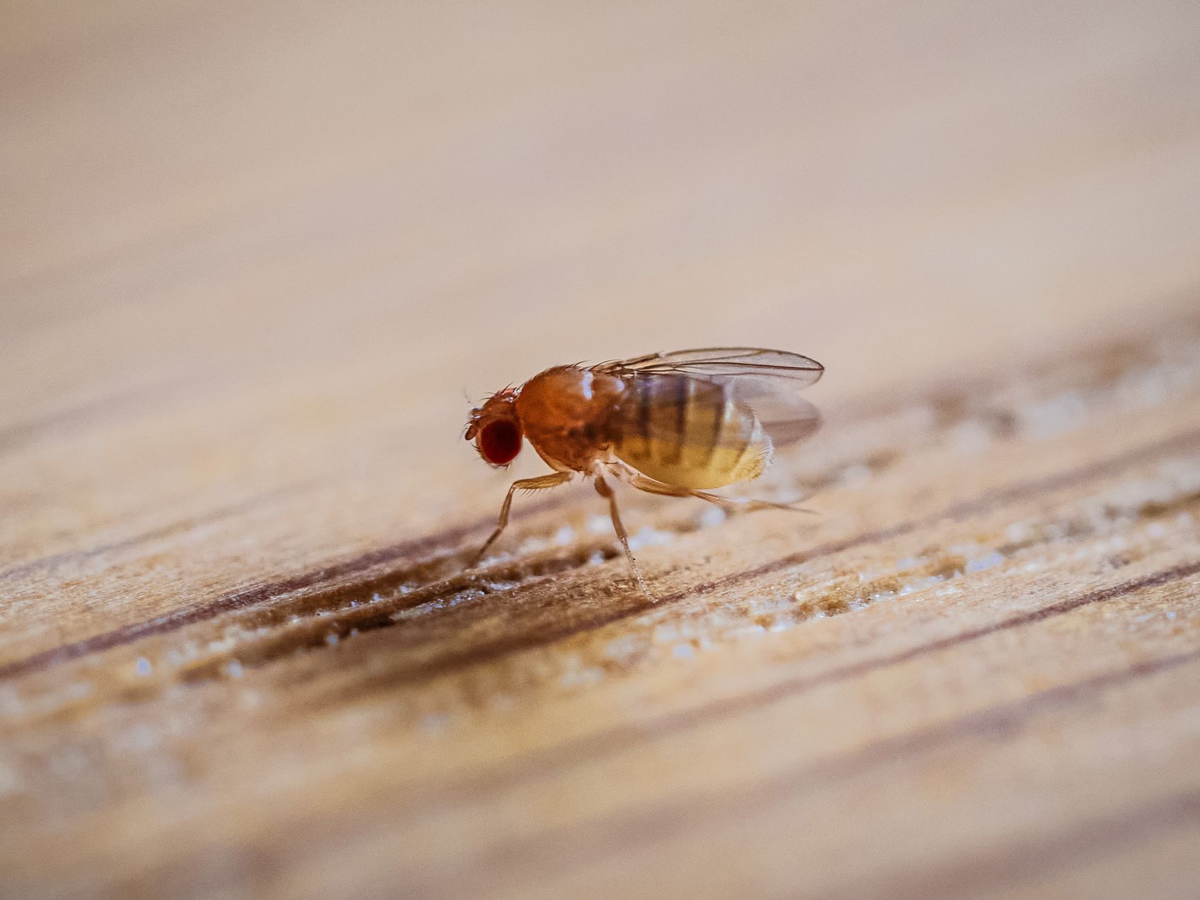 Fruit fly navigation — Fruit Fly Navigation Breaks: 2026